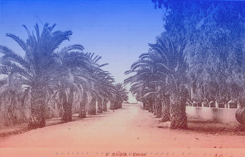 SAIDA 004  COLLECTION MONTANER.jpg